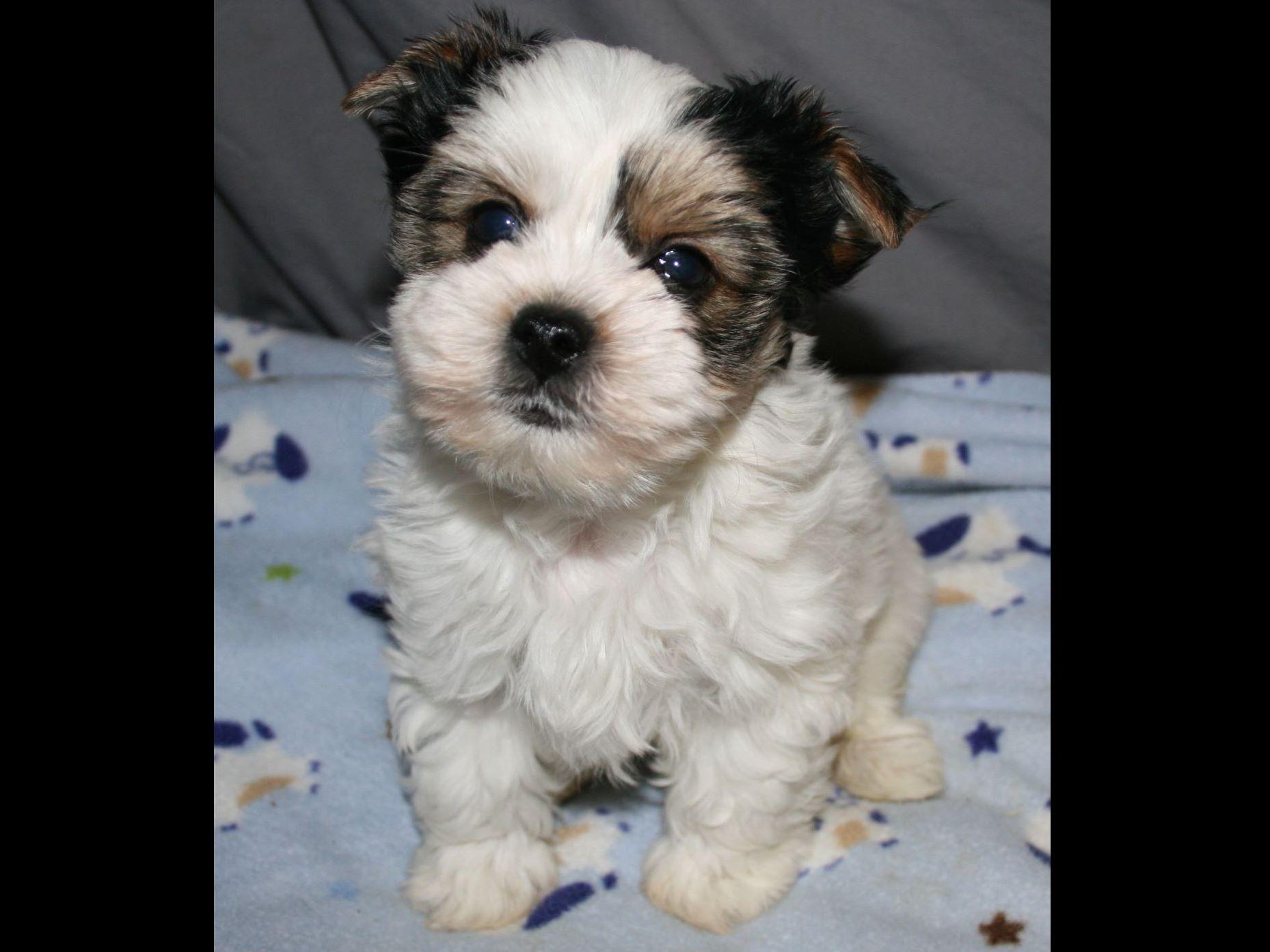 rice yorkies rice terrier puppies for sale rice yorkies rice terrier puppies for sale