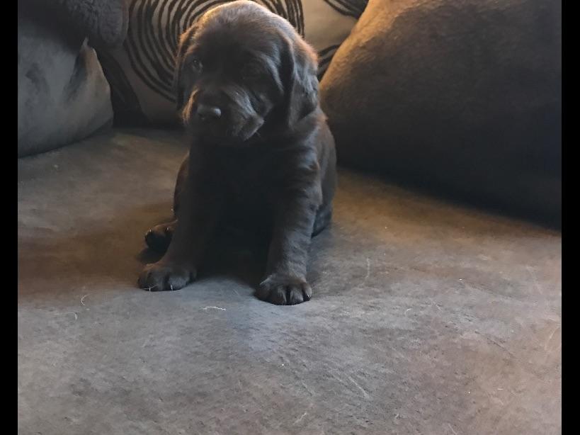 Can Puppies Be Around Other Dogs Before Shots Can Puppies Be Around Other Dogs Before Shots