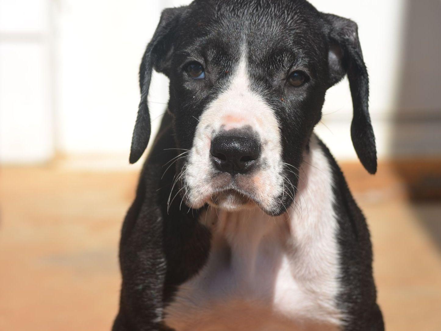 Great Dane For Sale by Janes Danes American Kennel Club