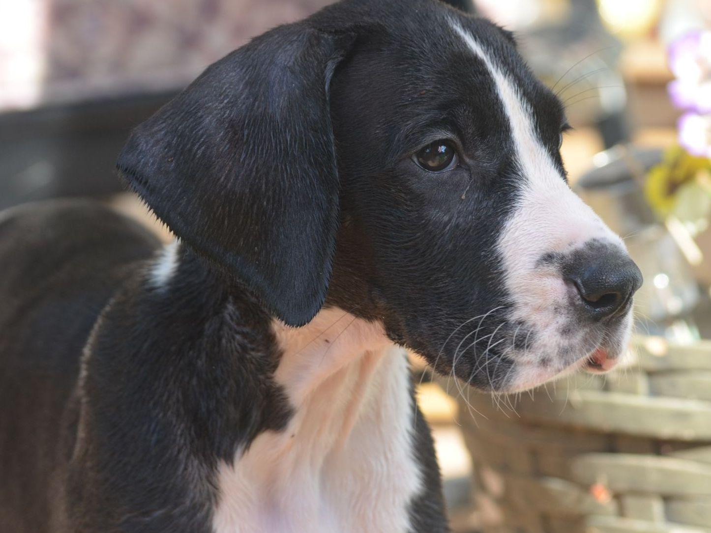 Great Dane For Sale by Janes Danes American Kennel Club