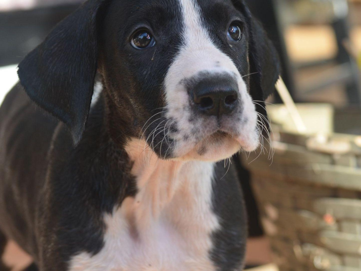 Great Dane For Sale by Janes Danes American Kennel Club