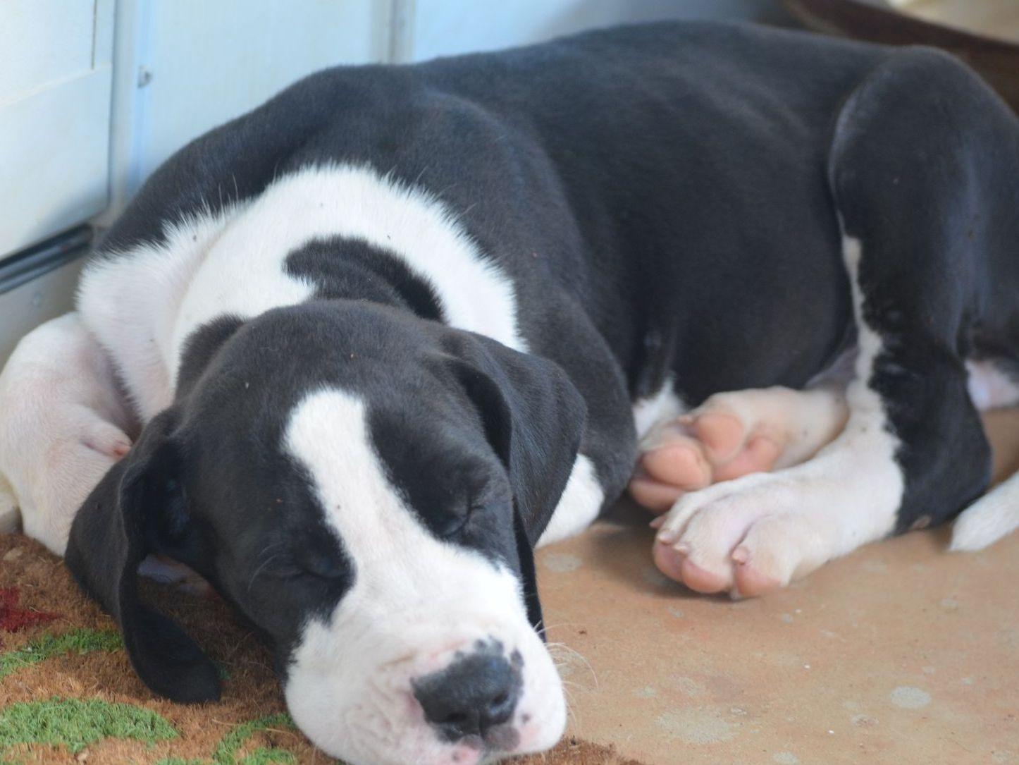 Great Dane For Sale by Janes Danes American Kennel Club