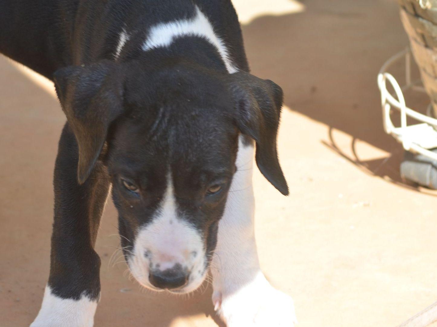 Great Dane For Sale by Janes Danes American Kennel Club