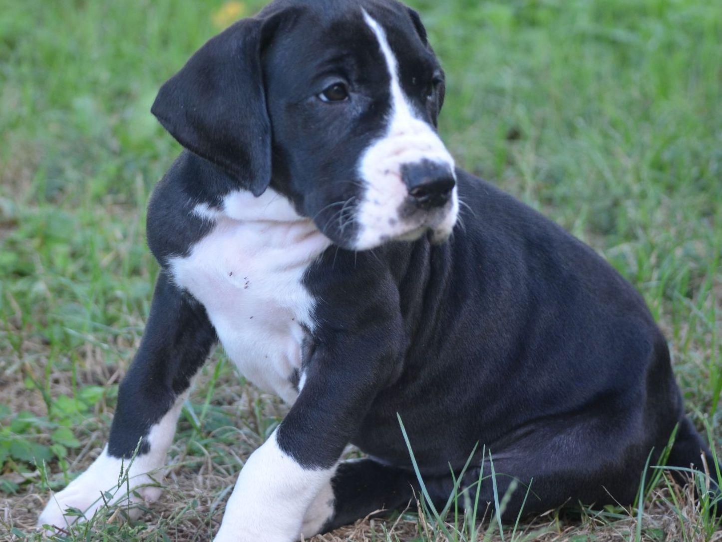 Great Dane For Sale by Janes Danes American Kennel Club