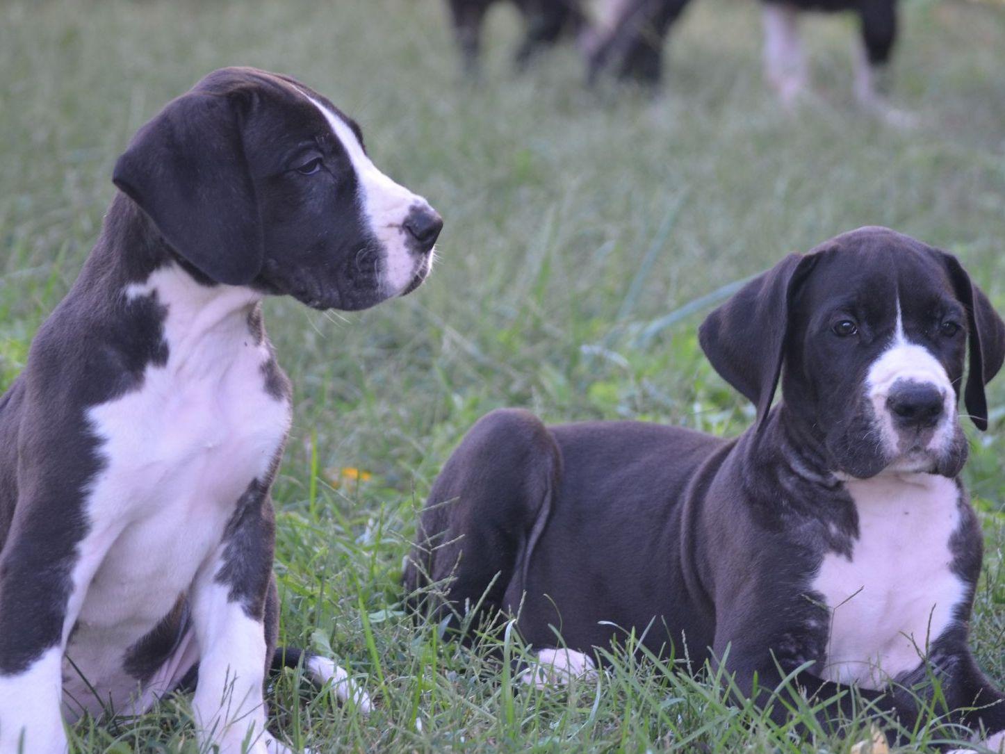 Great Dane For Sale by Janes Danes American Kennel Club