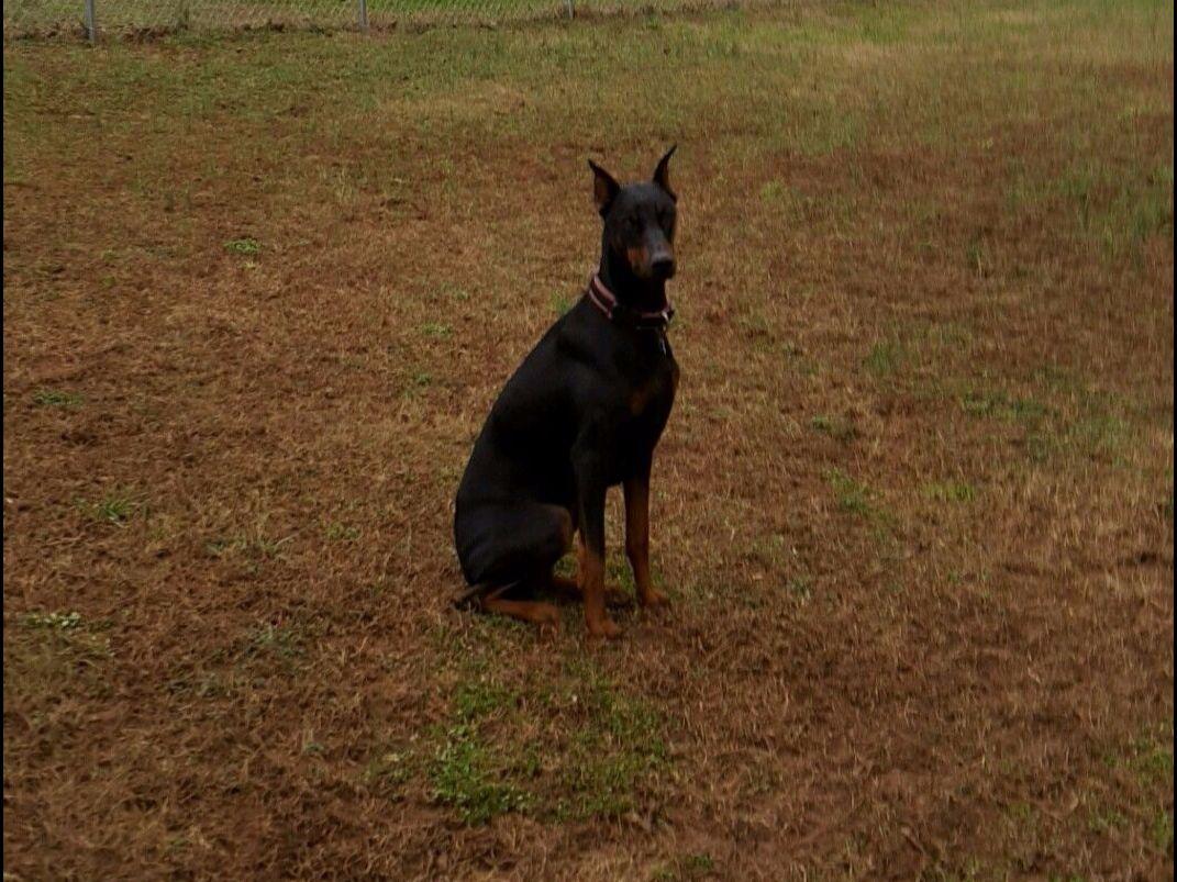 doberman puppies breeders d j dobermans breeders stockbridge ga doberman puppies breeders d j dobermans breeders stockbridge ga