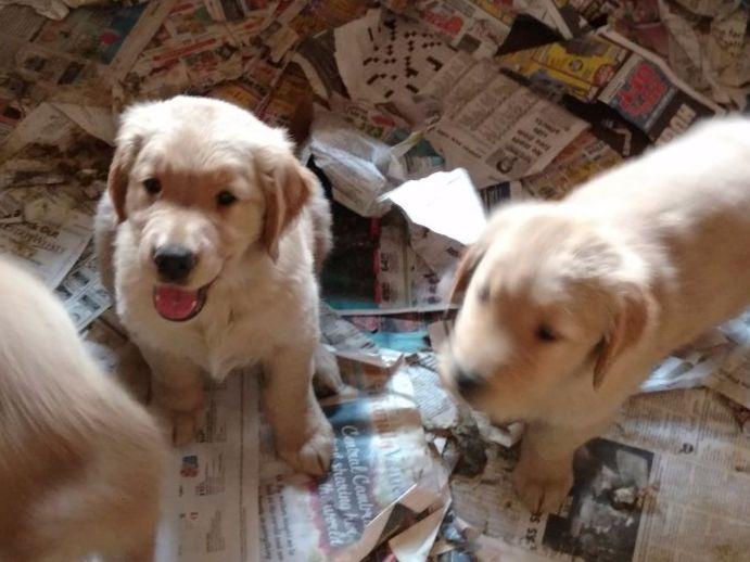 golden retriever breeders in western pa joyce weaver breeders windber pa golden retriever breeders in western pa joyce weaver breeders windber pa