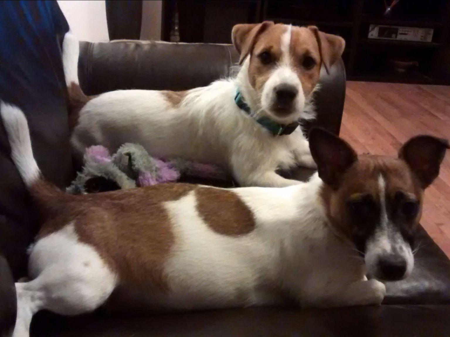 Lincolnshire English Jack Russell Terriers Russell Terrier Puppies For Sale