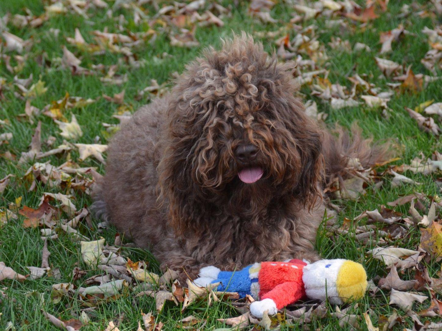 Hickory Tavern Farm Barbet & Whippets Puppies For Sale