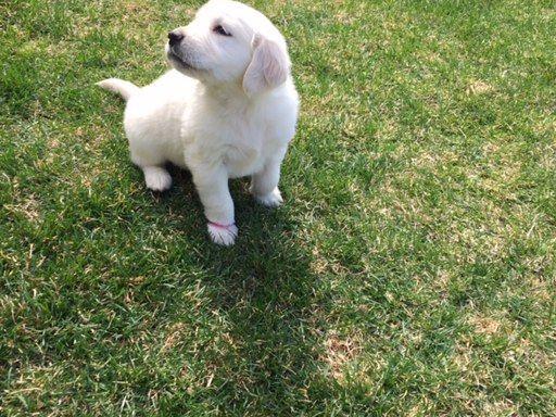 do golden retrievers dew claws golden retriever puppies for sale do golden retrievers dew claws golden retriever puppies for sale