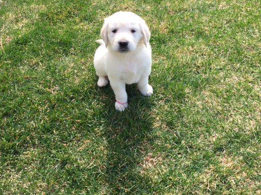 do golden retrievers dew claws golden retriever puppies for sale do golden retrievers dew claws golden retriever puppies for sale