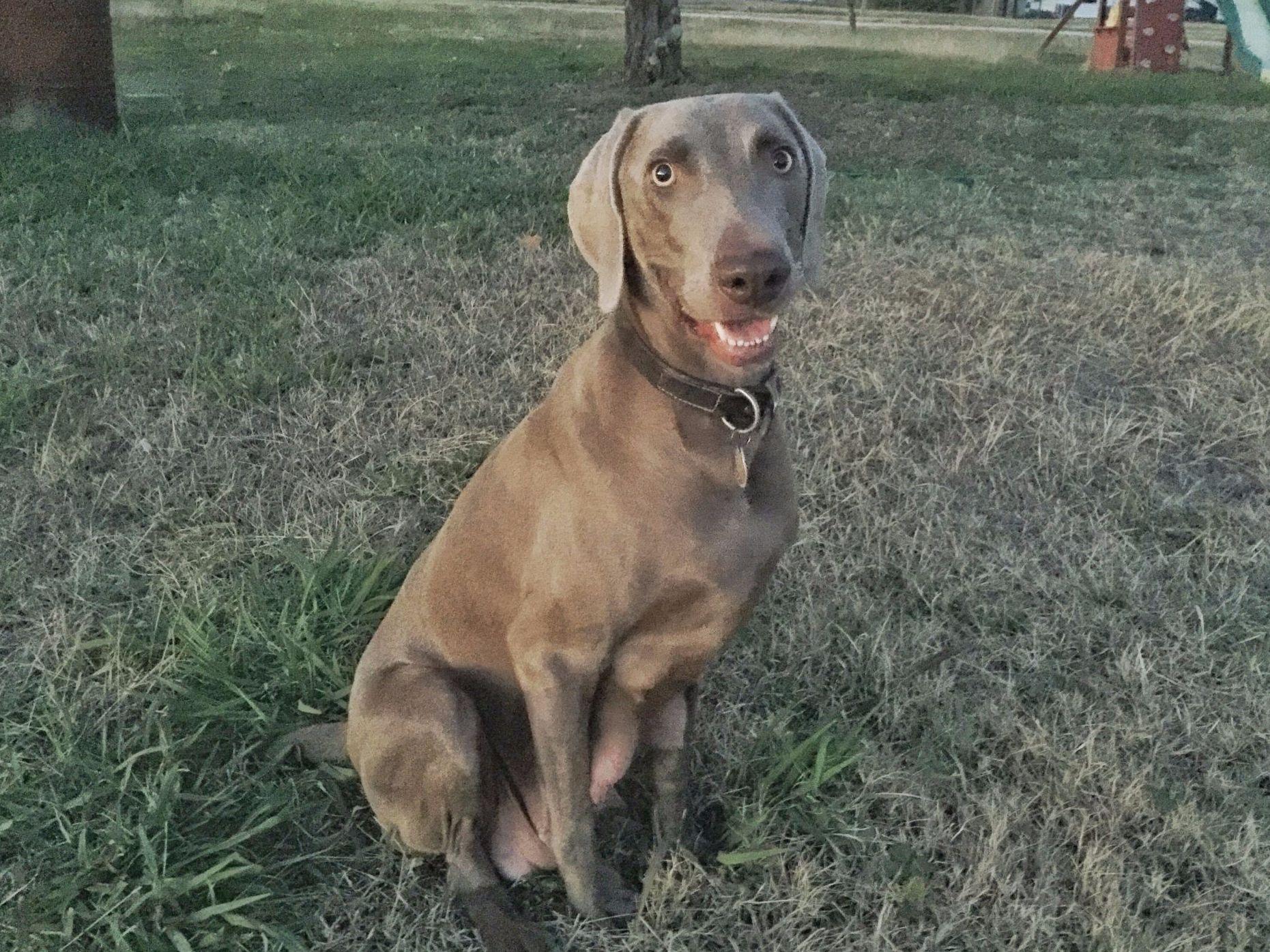 weimaraner puppies indiana blue weimaraner puppies for sale in breeds picture weimaraner puppies indiana blue weimaraner puppies for sale in breeds picture