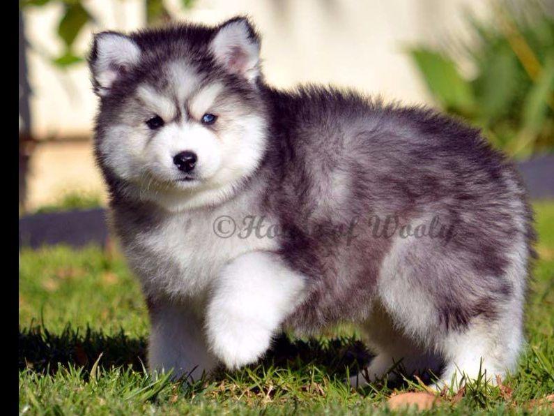 House Of Wooly - Siberian Husky Puppies For Sale
