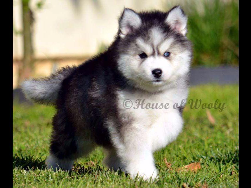 wooly husky puppies for sale house of wooly siberian husky puppies for sale wooly husky puppies for sale house of wooly siberian husky puppies for sale