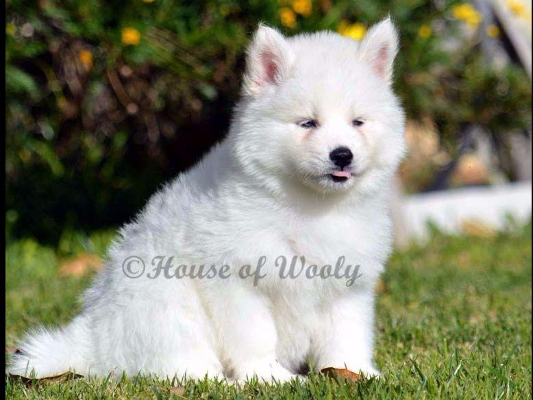 wooly husky puppies for sale house of wooly siberian husky puppies for sale wooly husky puppies for sale house of wooly siberian husky puppies for sale