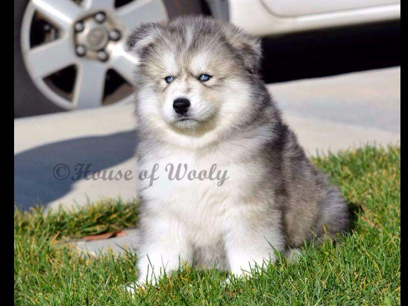 House Of Wooly Siberian Husky Puppies For Sale