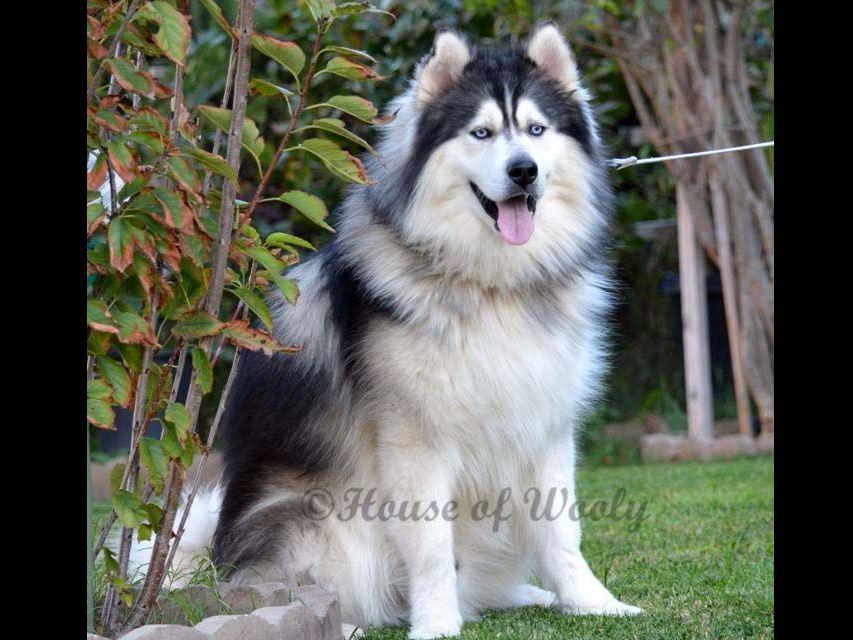 wooly husky puppies for sale house of wooly siberian husky puppies for sale wooly husky puppies for sale house of wooly siberian husky puppies for sale