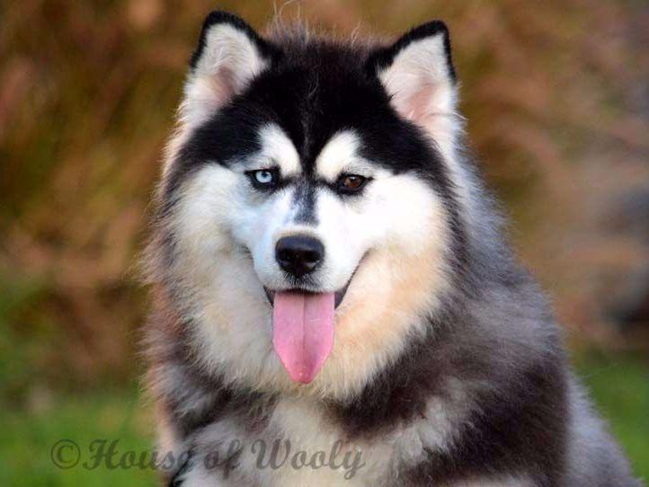 wooly husky puppies for sale house of wooly siberian husky puppies for sale wooly husky puppies for sale house of wooly siberian husky puppies for sale