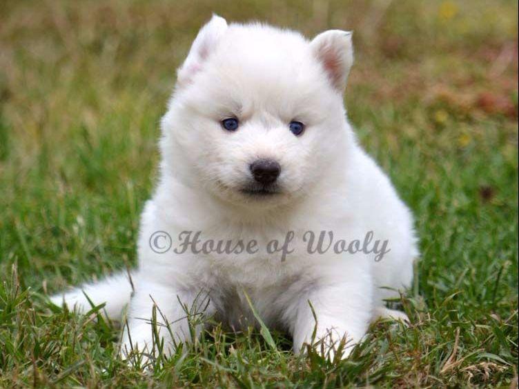 House Of Wooly Siberian Husky Puppies For Sale