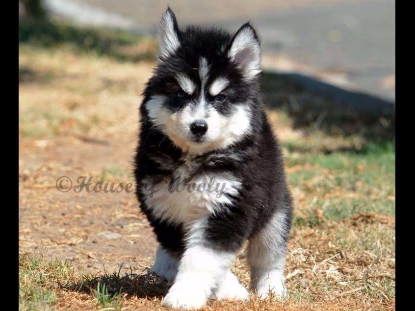 House Of Wooly Siberian Husky Puppies For Sale