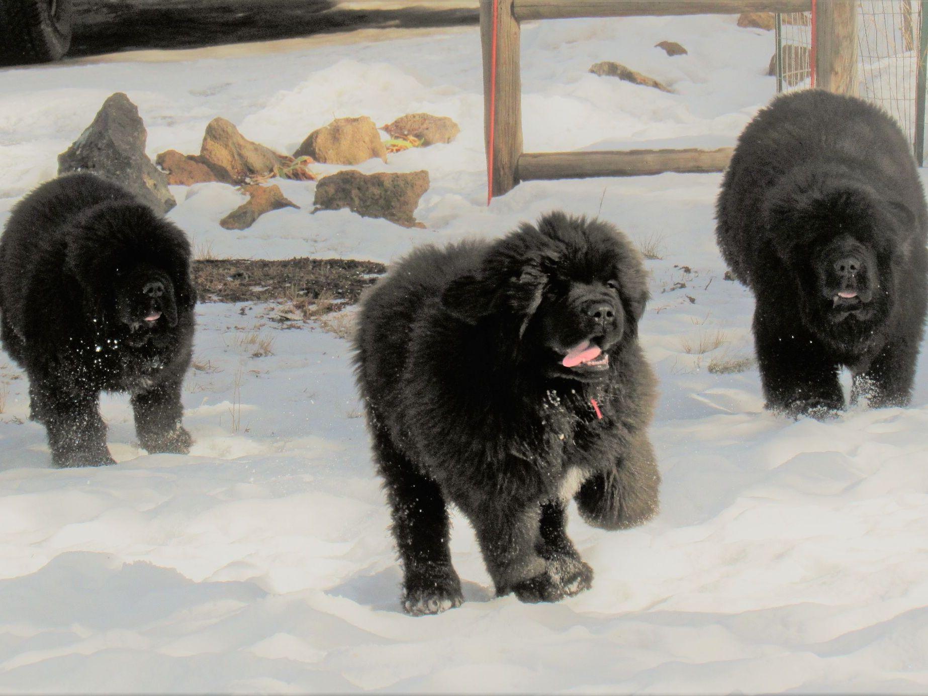 Crooked River Newfoundlands Newfoundland Puppies For Sale