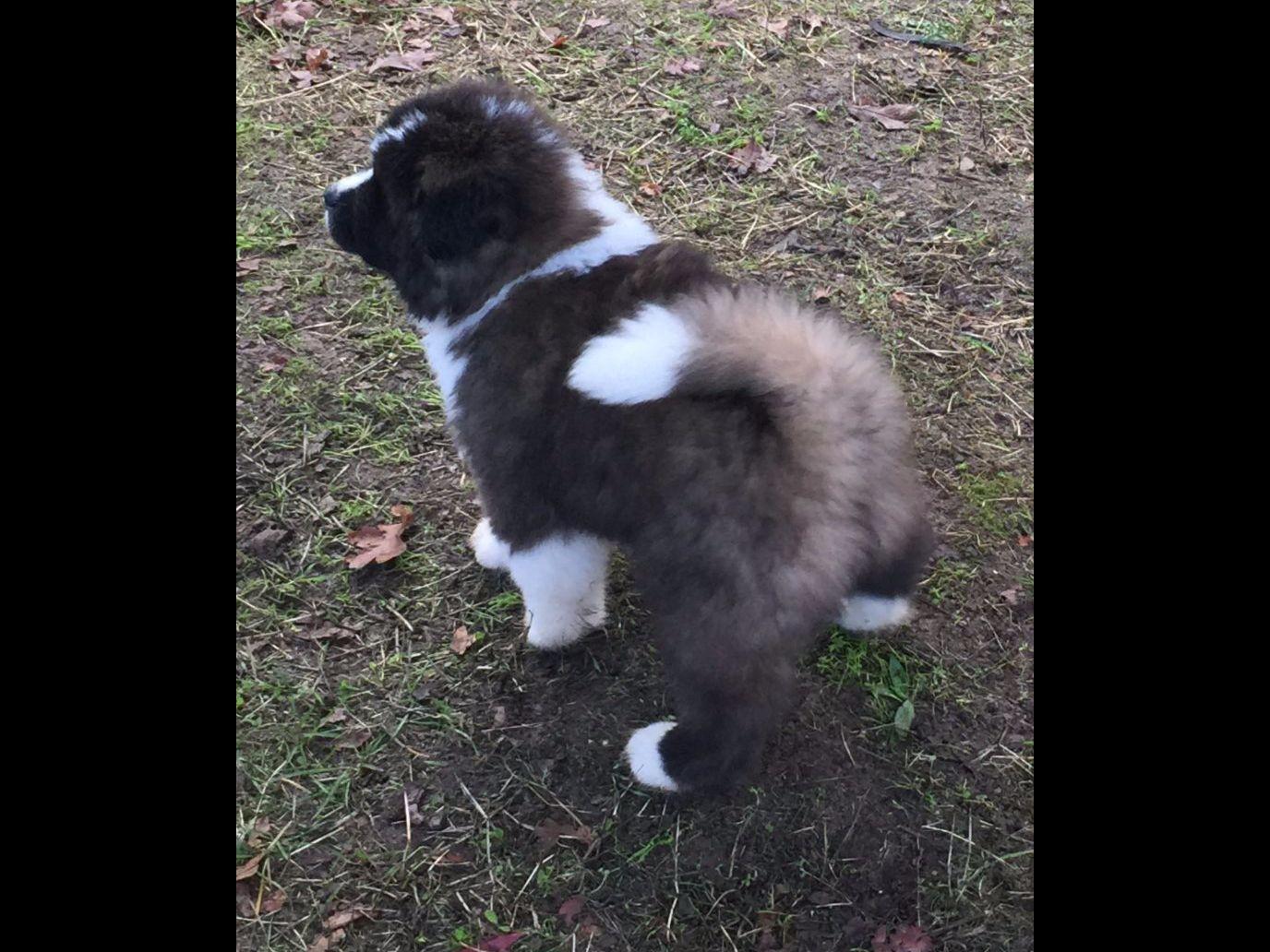 Show Me Akitas Akita Puppies For Sale