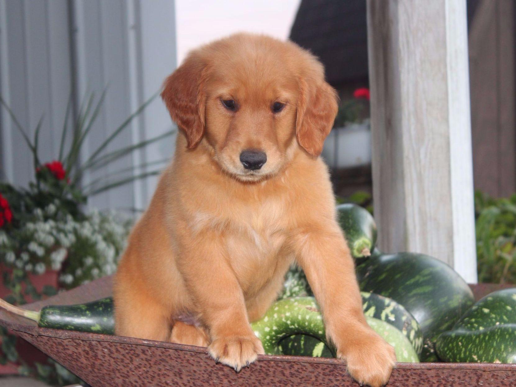 golden retriever breeders hawaii boxer blvd golden retriever puppies for sale golden retriever breeders hawaii boxer blvd golden retriever puppies for sale