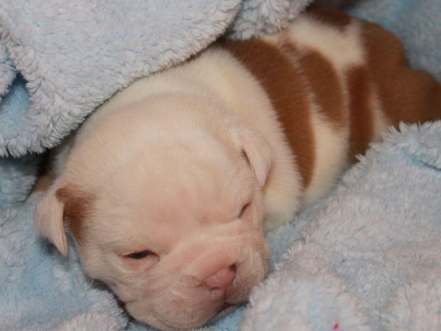 bulldog puppies oklahoma leslies oklahoma bulldogs bulldogs bulldog puppies oklahoma leslies oklahoma bulldogs bulldogs