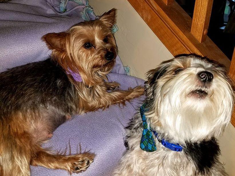 yorkie dew claw removal wendy dibble terrier puppies for sale yorkie dew claw removal wendy dibble terrier puppies for sale