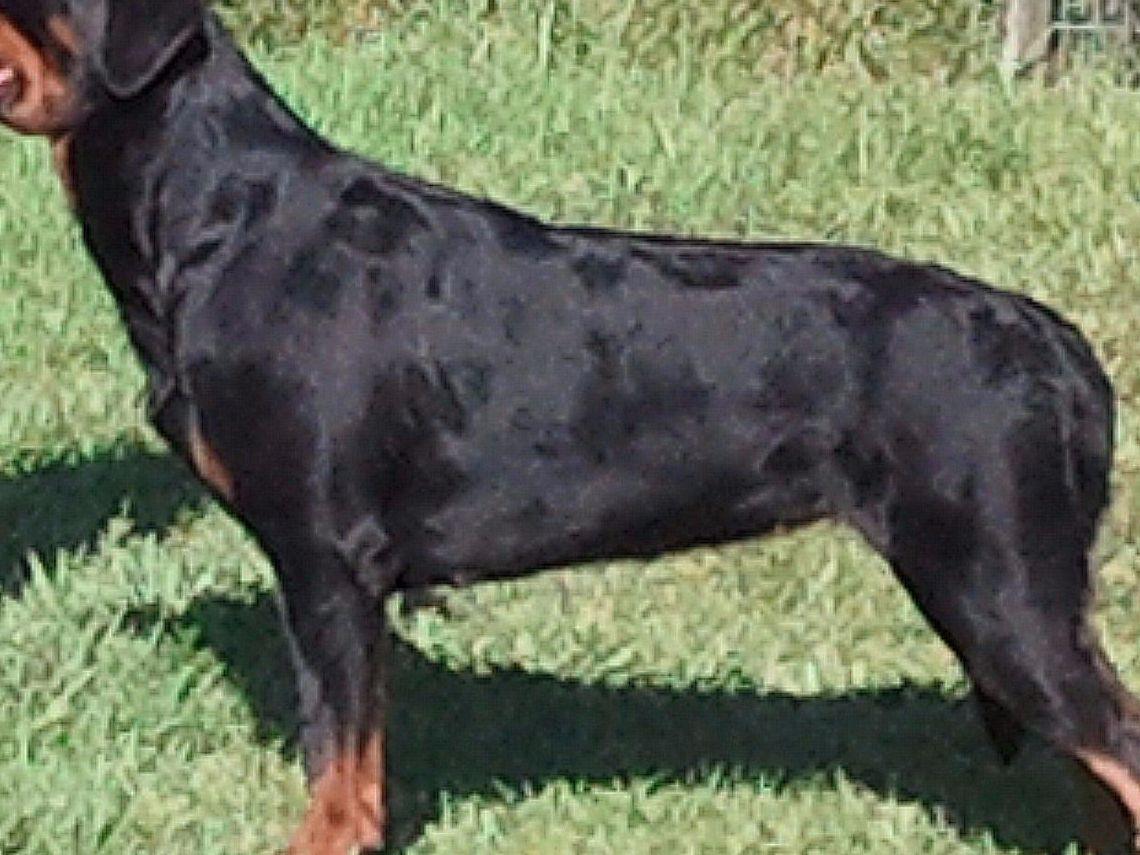working rottweiler breeder blitzenhaus working dogs rottweiler puppies for sale working rottweiler breeder blitzenhaus working dogs rottweiler puppies for sale