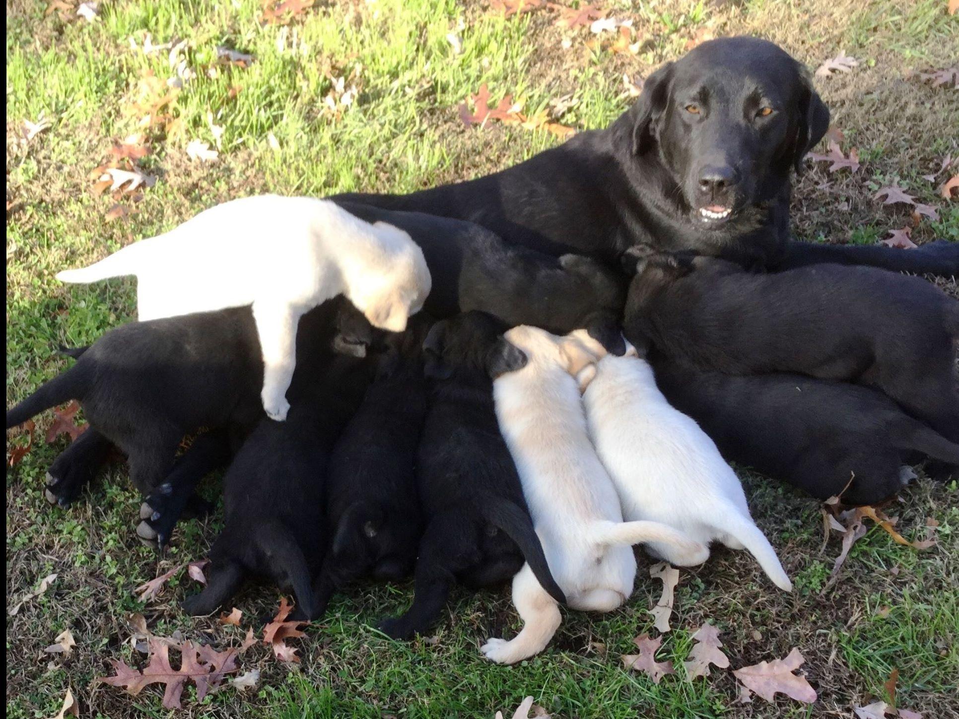 Laurel Cliff Kennels Puppies For Sale