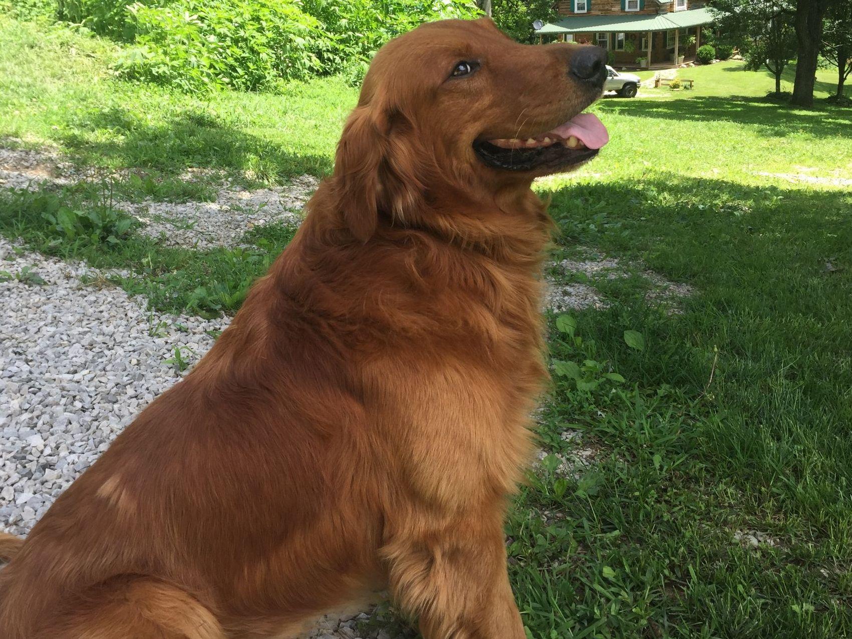CopperLine Goldens Golden Retriever Puppies For Sale