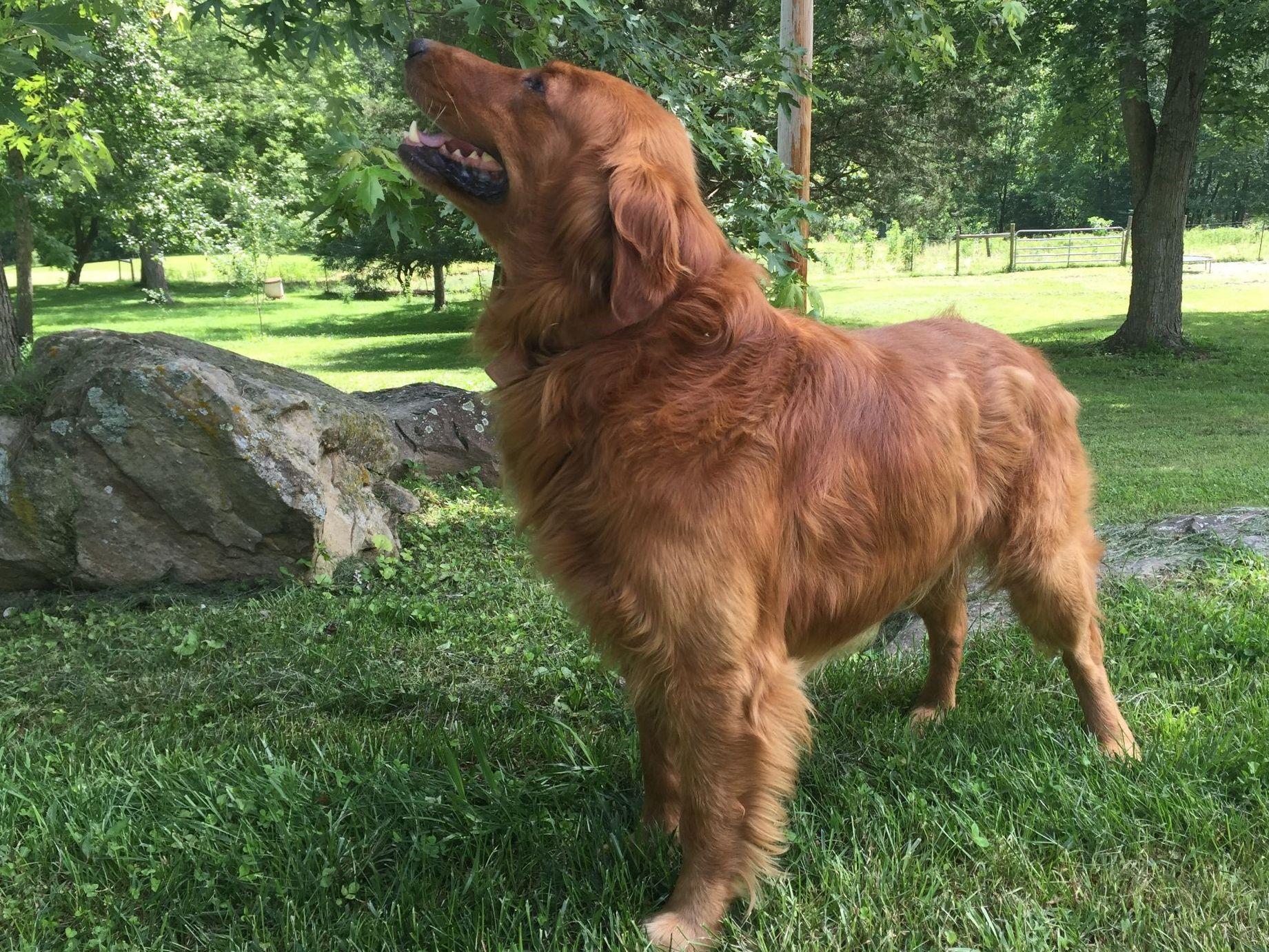 CopperLine Goldens Golden Retriever Puppies For Sale