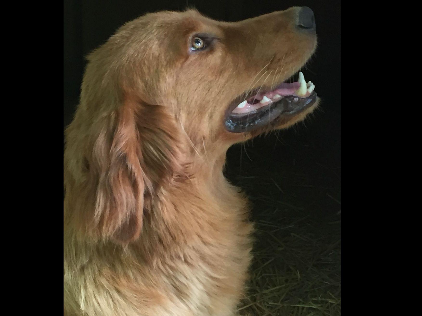 CopperLine Goldens Golden Retriever Puppies For Sale