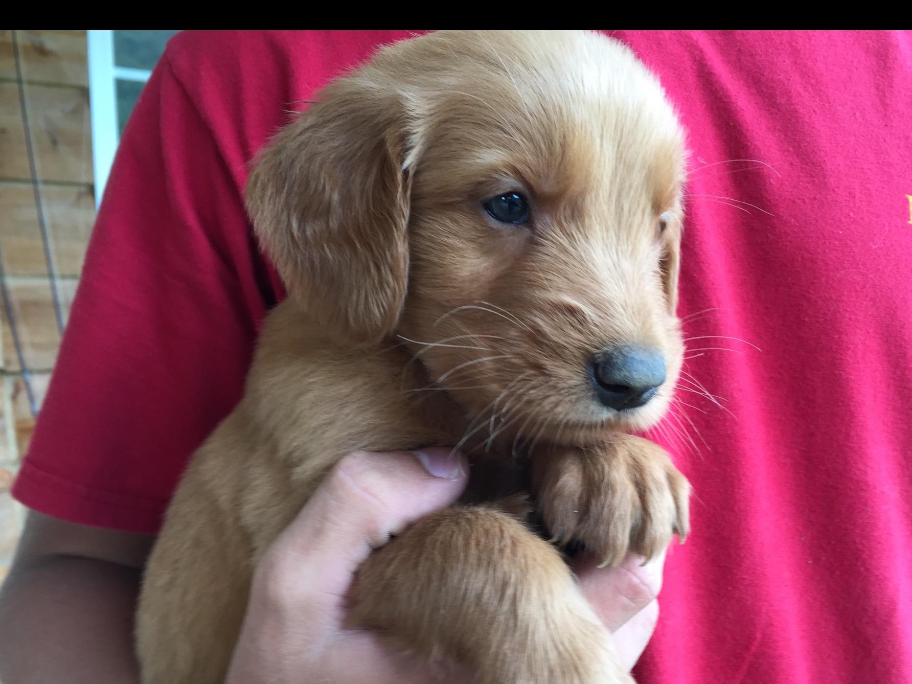 CopperLine Goldens Golden Retriever Puppies For Sale