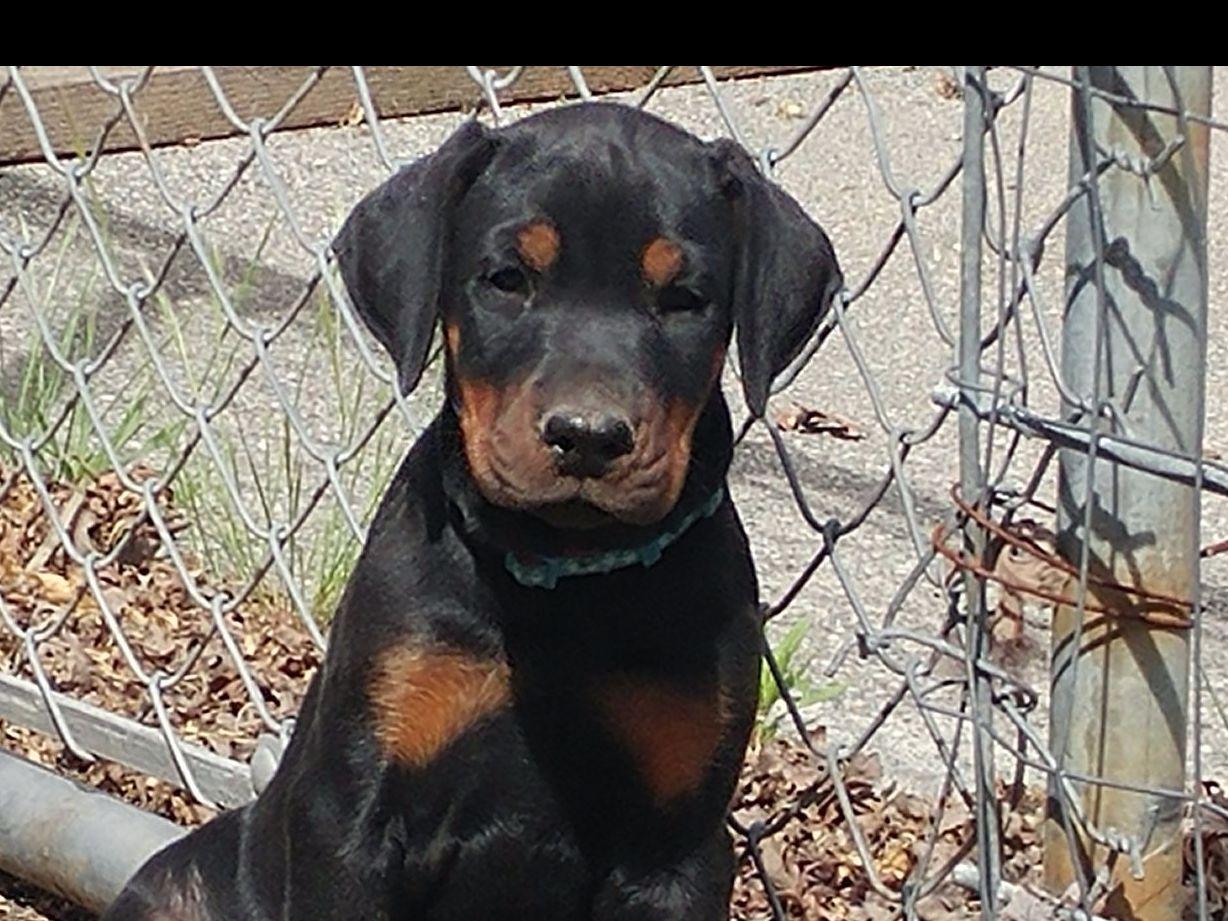 Davis Guard Dogs Doberman Pinscher Puppies For Sale
