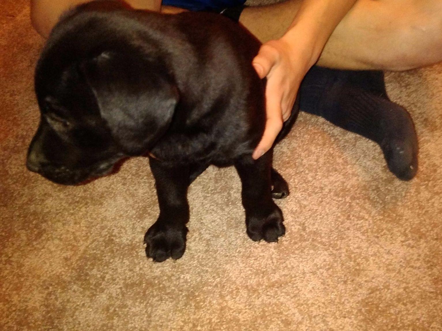 puppies for sale in fairbanks kathy fairbanks labrador retriever puppies for sale puppies for sale in fairbanks kathy fairbanks labrador retriever puppies for sale