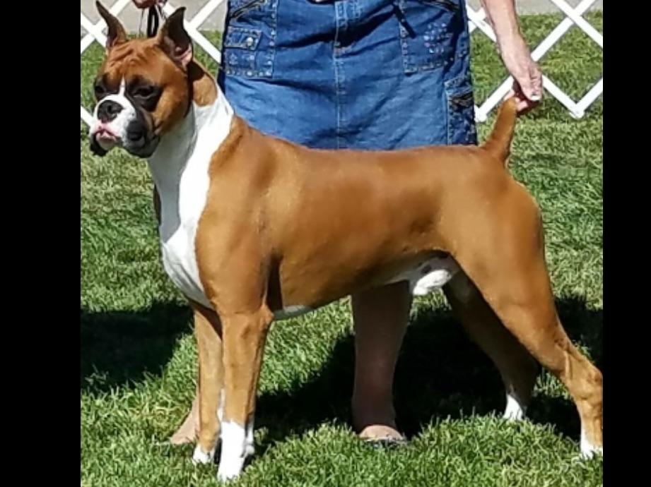 boxer puppies for sale las vegas metcalf boxer puppies for sale boxer puppies for sale las vegas metcalf boxer puppies for sale