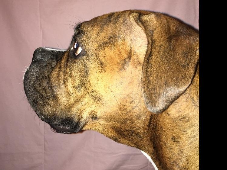 boxer puppies for sale las vegas metcalf boxer puppies for sale boxer puppies for sale las vegas metcalf boxer puppies for sale