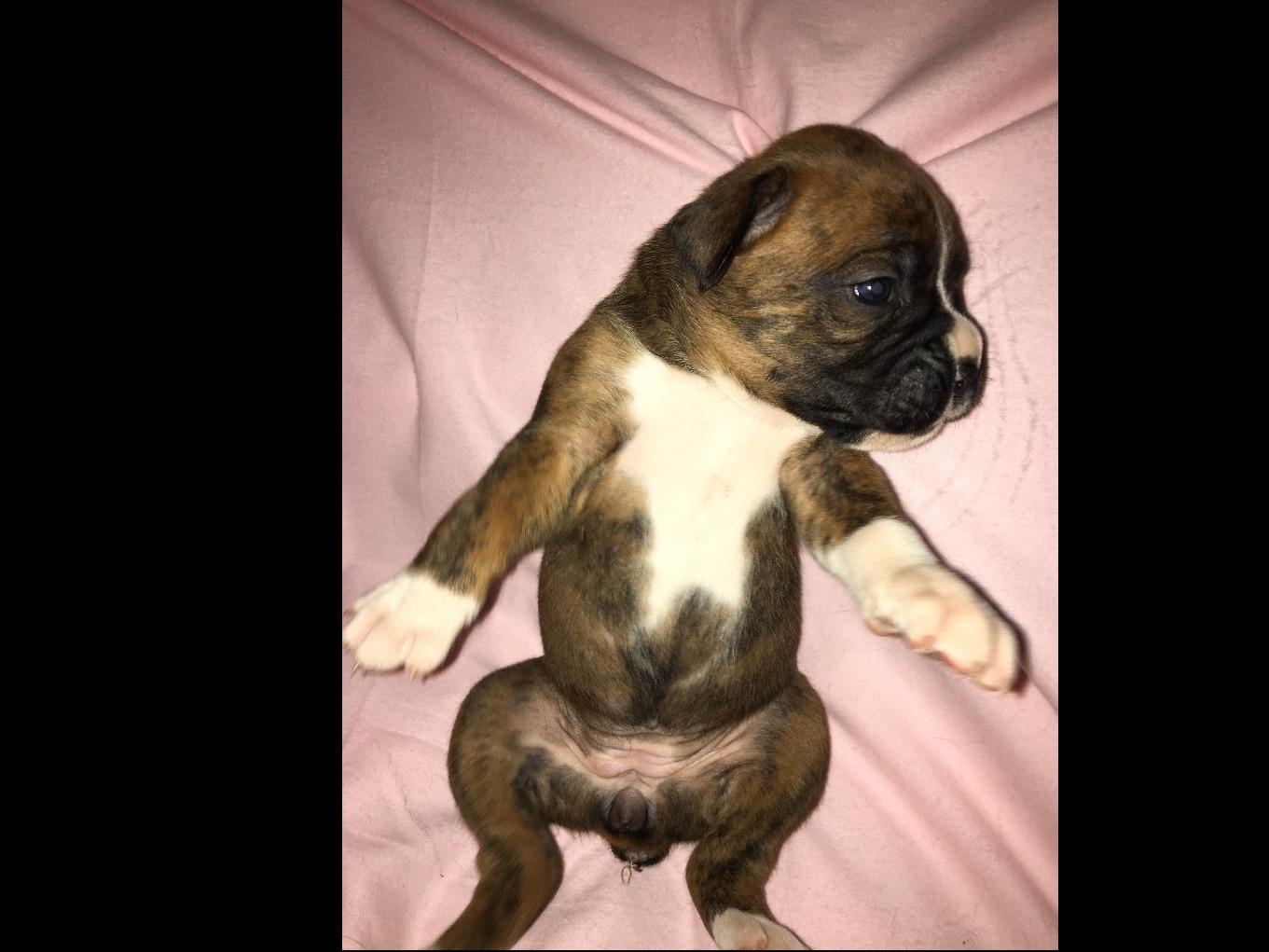 boxer puppies for sale las vegas metcalf boxer puppies for sale boxer puppies for sale las vegas metcalf boxer puppies for sale