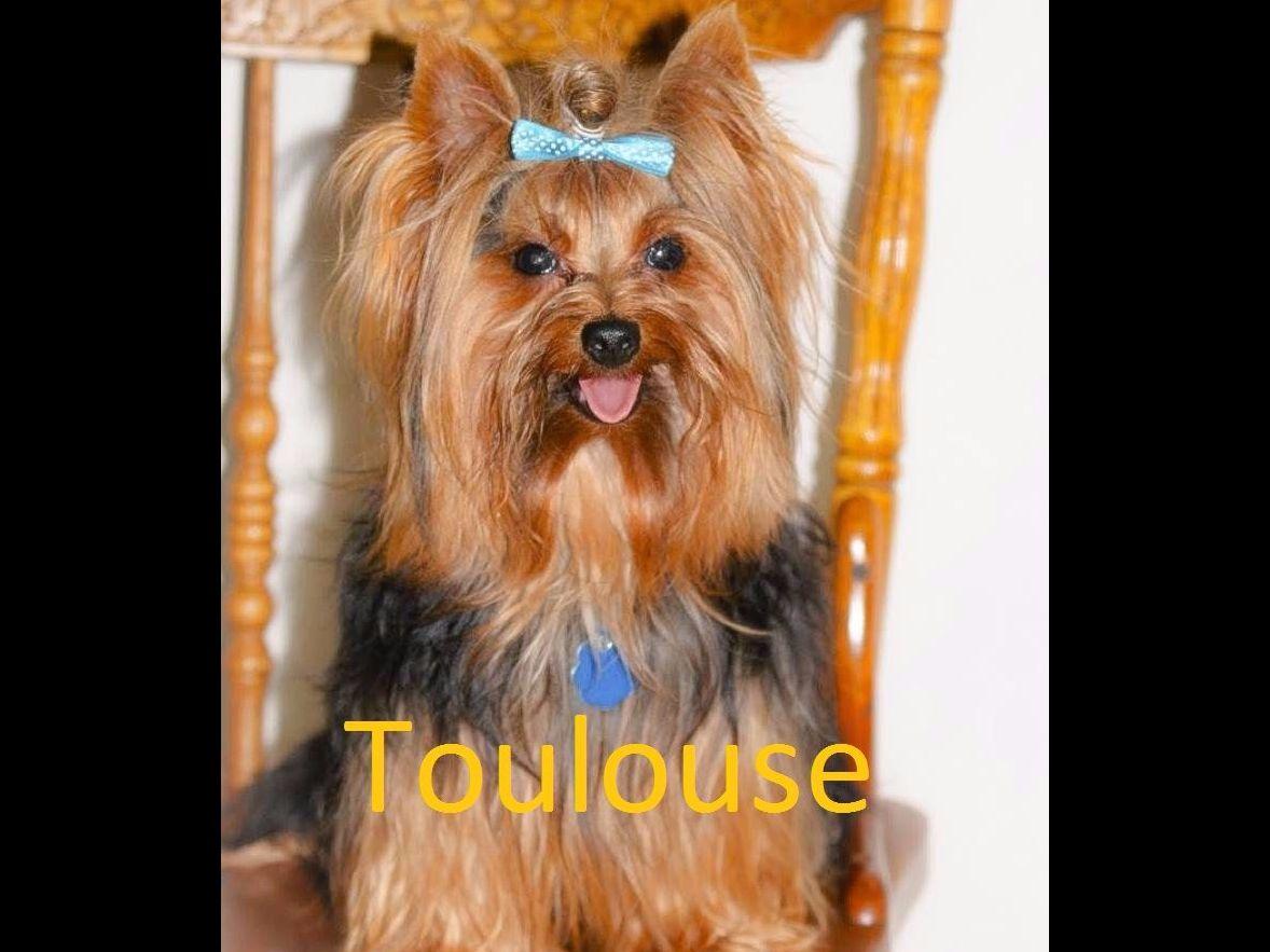 yorkies paradise paradise yorkies puppies for sale yorkies paradise paradise yorkies puppies for sale