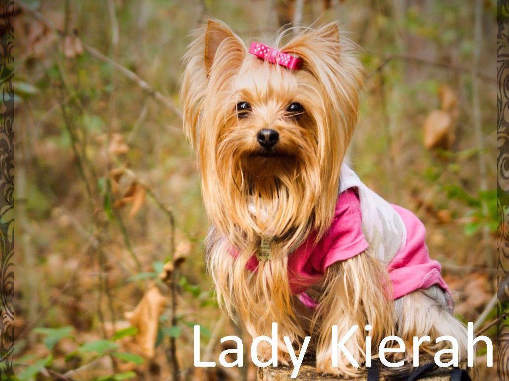 yorkies paradise paradise yorkies puppies for sale yorkies paradise paradise yorkies puppies for sale