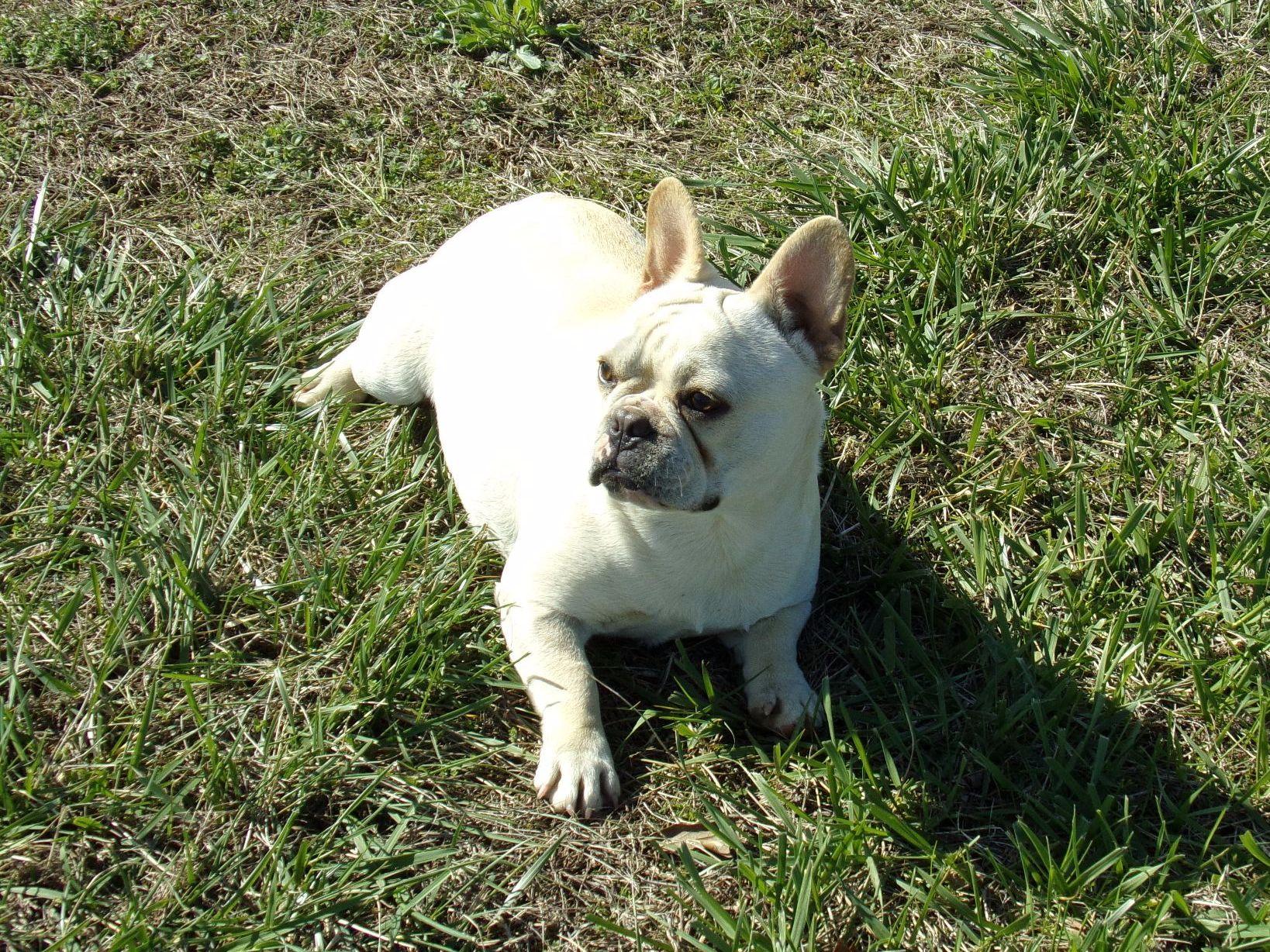 bulldog puppies dallas dallas kauffman bulldog puppies for sale bulldog puppies dallas dallas kauffman bulldog puppies for sale