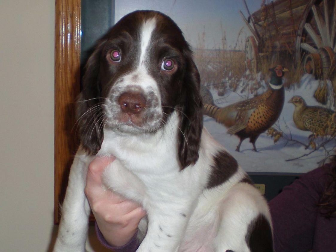 Brian Skiba - English Springer Spaniel Puppies For Sale