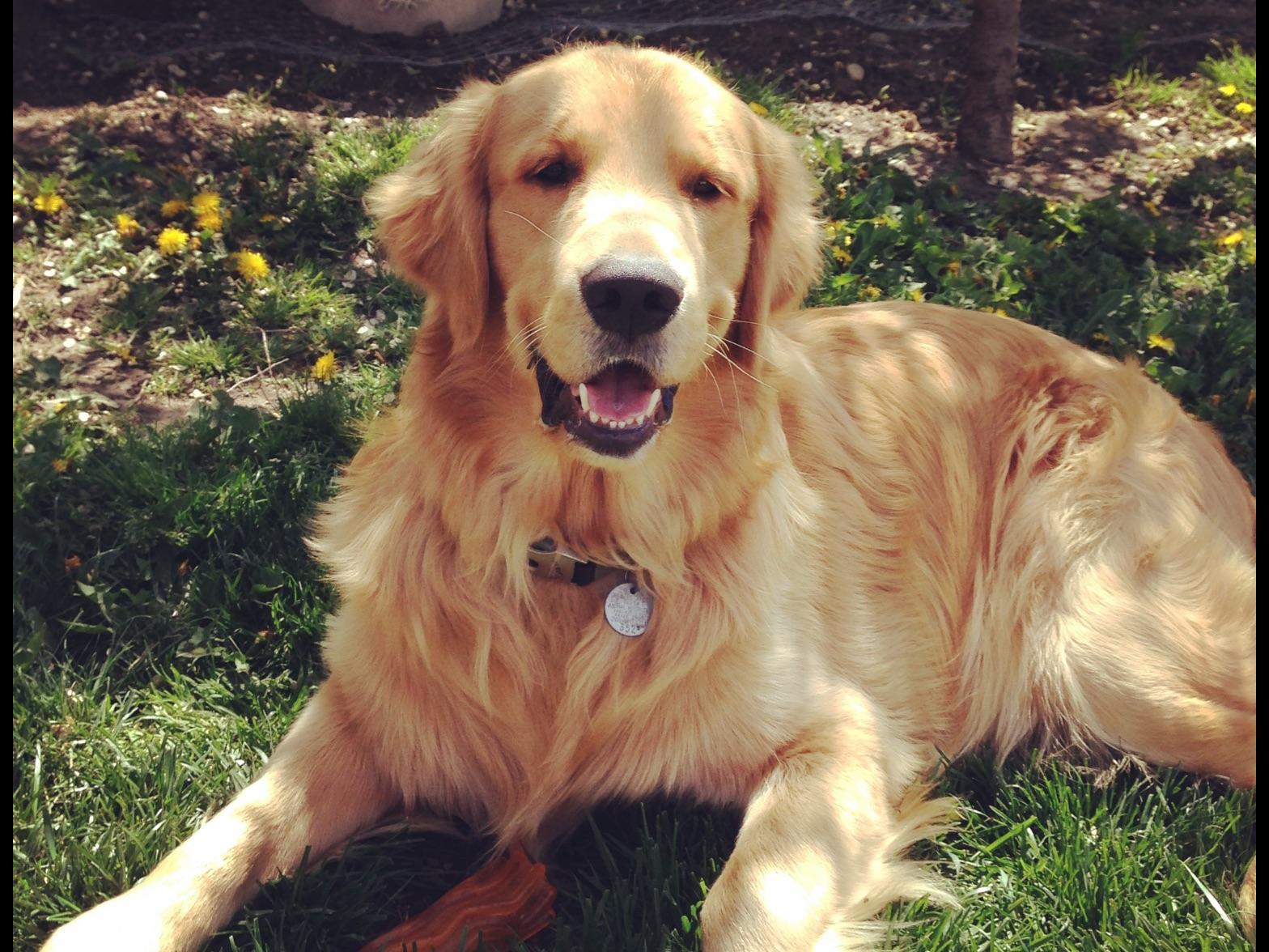 field golden retriever puppies for sale golden retrievers breeders in alberta breeds picture field golden retriever puppies for sale golden retrievers breeders in alberta breeds picture