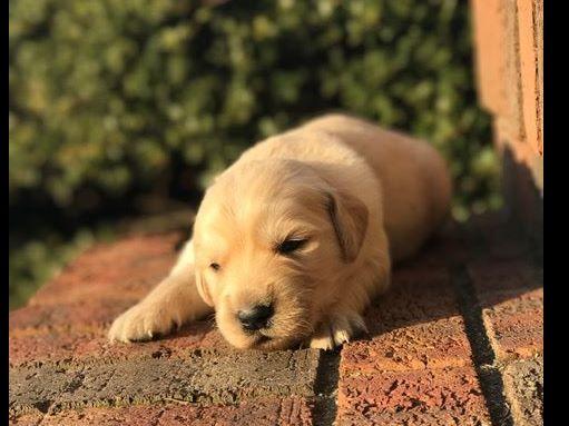 golden retriever shades shade tree retrievers golden retriever puppies for sale golden retriever shades shade tree retrievers golden retriever puppies for sale