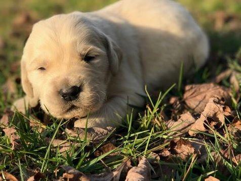 golden retriever shades shade tree retrievers golden retriever puppies for sale golden retriever shades shade tree retrievers golden retriever puppies for sale