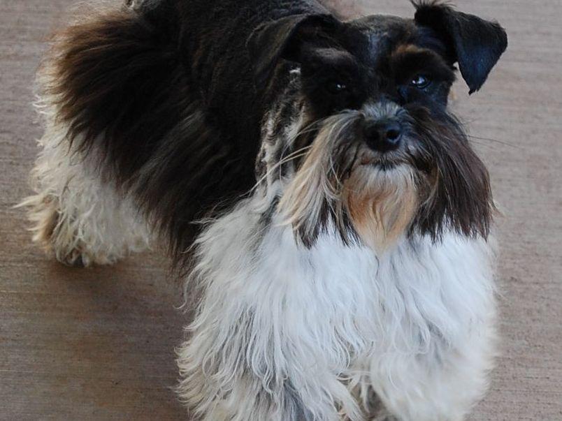 Schnauzer paradise miniature schnauzers