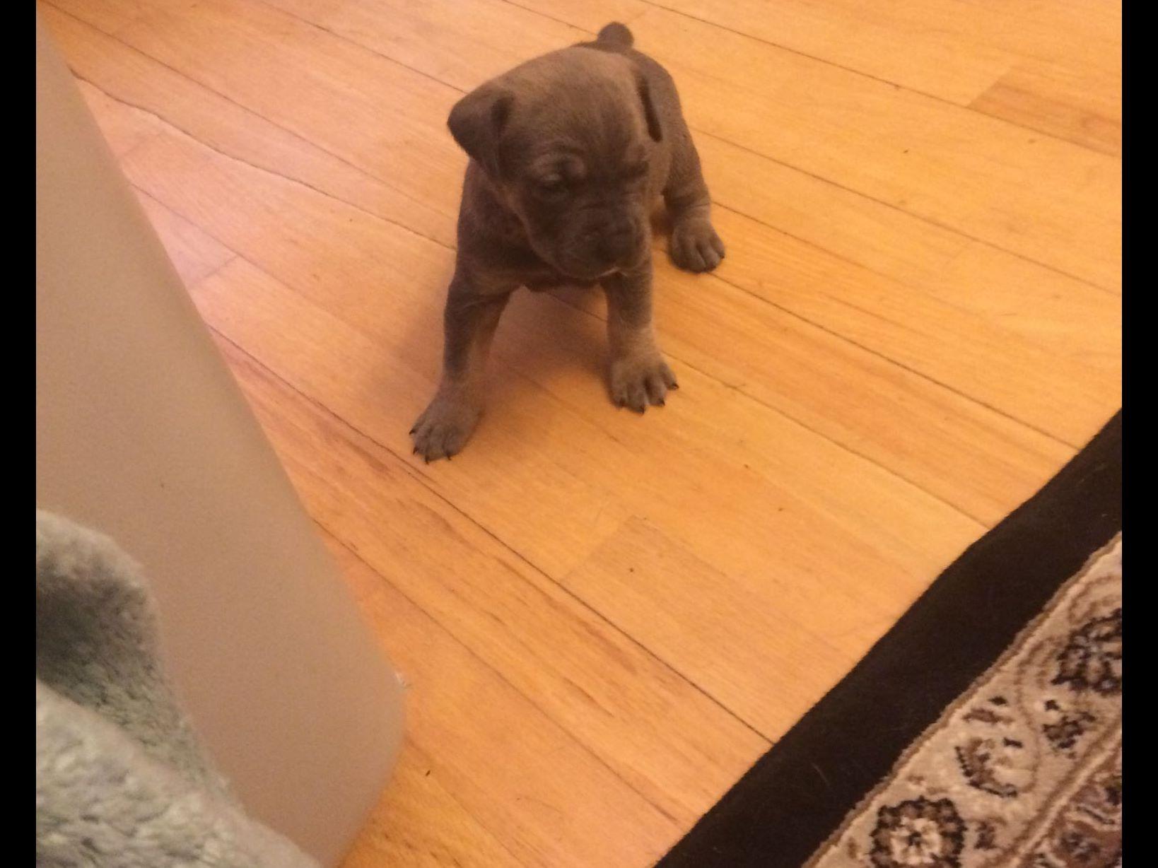 corso puppies for sale in houston sydney houston corso puppies for sale corso puppies for sale in houston sydney houston corso puppies for sale