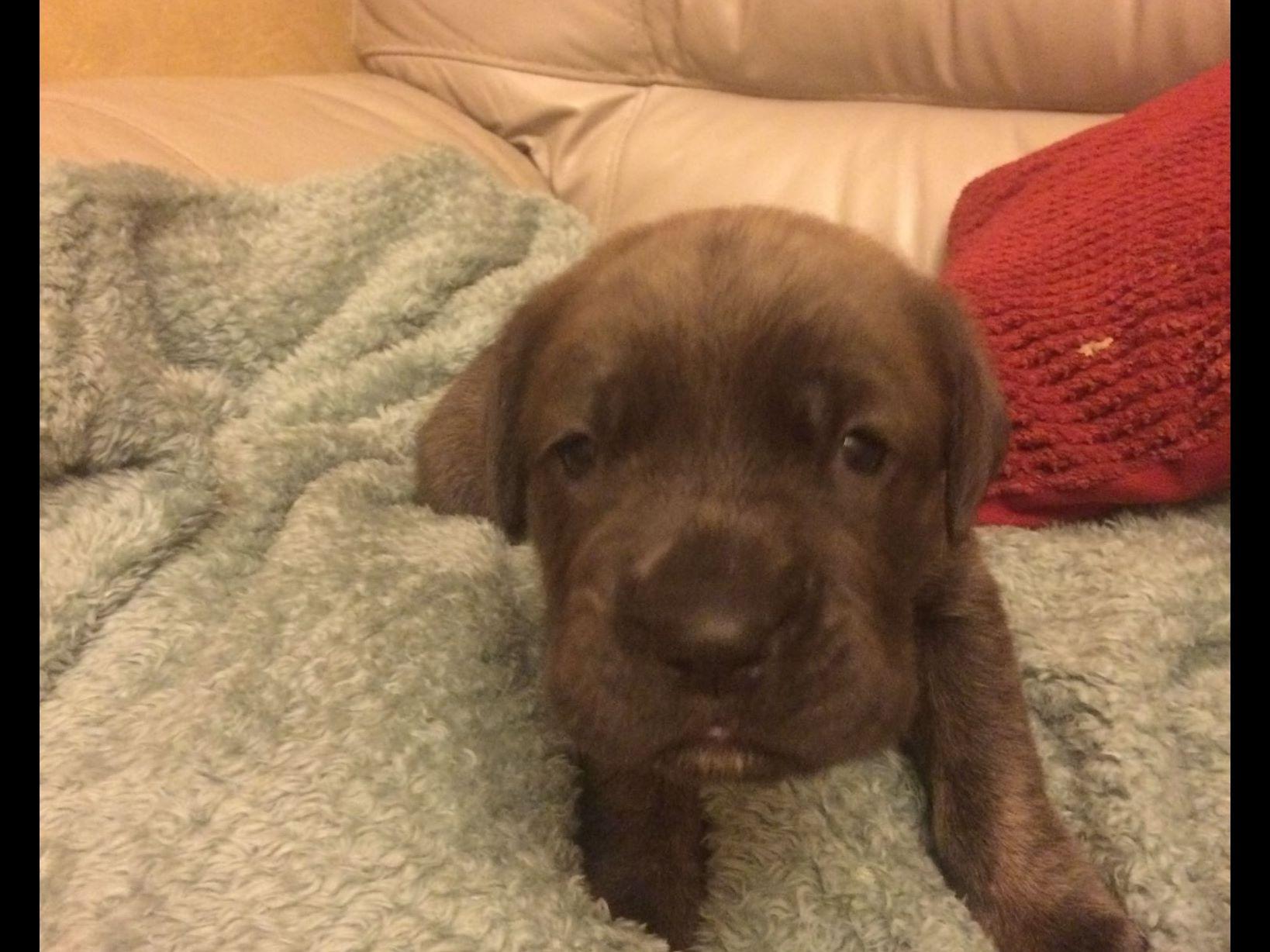 corso puppies for sale in houston sydney houston corso puppies for sale corso puppies for sale in houston sydney houston corso puppies for sale
